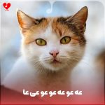 دانلود آهنگ عه عو عه عو عو عی عا با صدای گربه